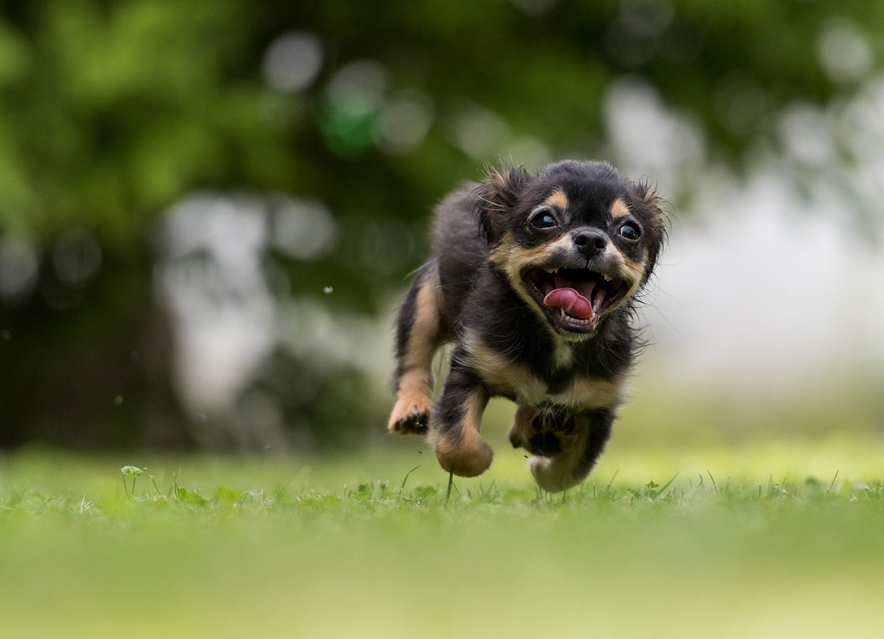 関東でオススメ 犬と回れるゴルフ場 人気５選 千葉 茨城 栃木 Kiki Golfer キキ ゴルファー 関東でオススメ 犬と回れるゴルフ場 人気５選 千葉 茨城 栃木 Kiki Golfer キキ ゴルファー